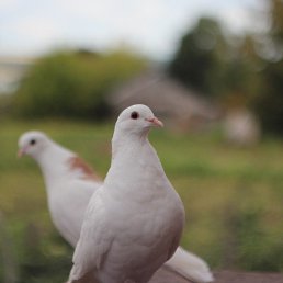 Григорий, Аксу